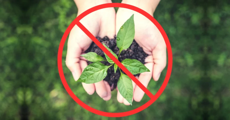 zakaz greenwashingu - dłonie trzymające młodą roślinkę przekreślone symbolem zakazu