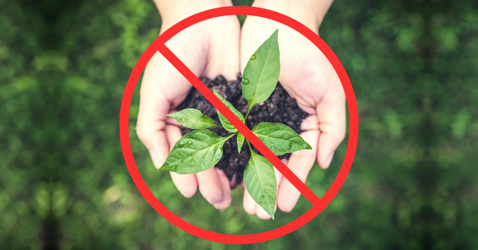 zakaz greenwashingu - dłonie trzymające młodą roślinkę przekreślone symbolem zakazu