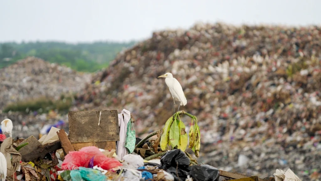 składowisko odpadów wytworzonych m.in. ze starych, zużytych lub niepotrzebnych produktów fast homeware