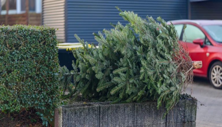 porzucona choinka po świętach leży na murku przy budynkach jednorodzinnych
