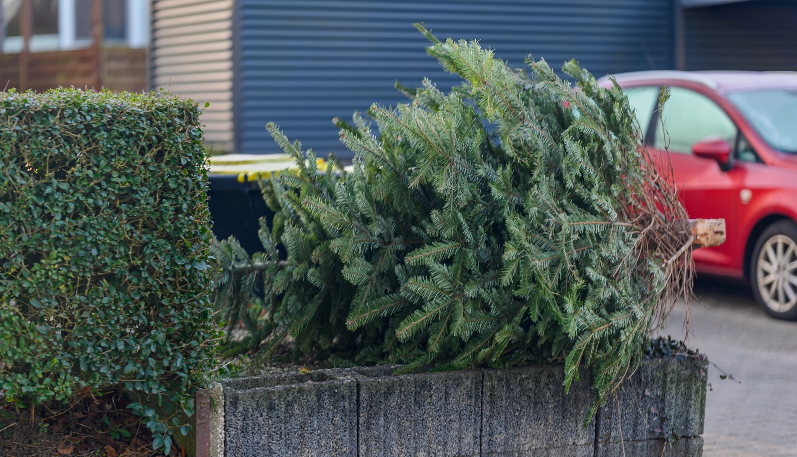 porzucona choinka po świętach leży na murku przy budynkach jednorodzinnych