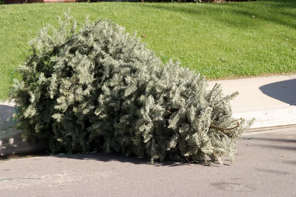 uschnięta choinka świąteczna leży na podjeździe oczekując na odbiór choinek przez śmieciarkę